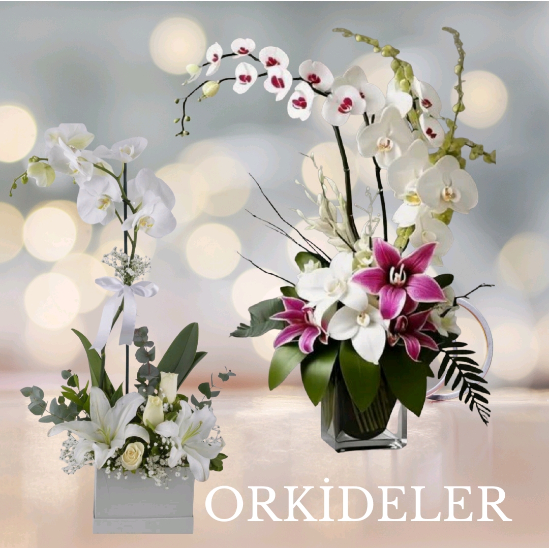 Orkideler